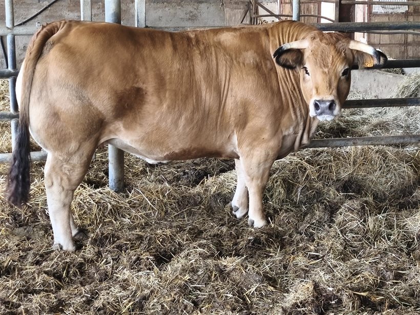 La génisse primée "Championne Aubrac"