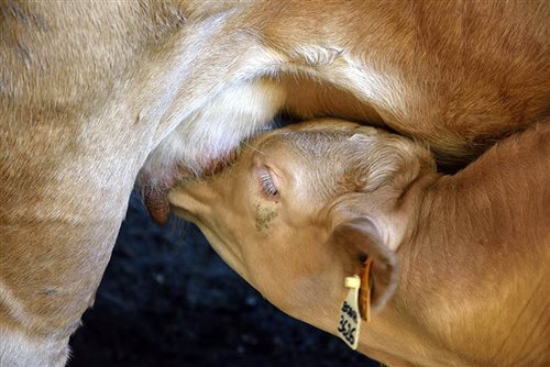 Veau de l'Aveyron, Cadars une filiale du groupe Unicor