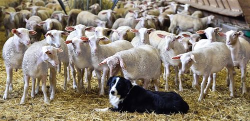 L’entreprise Cadars Rodez, commerce de gros et demi-gros de viande bœuf, veau, agneau et porc