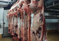 Carcasses de vaches sélectionnées et achetées par nos soins au concours de Baraqueville à la demande de nos clients