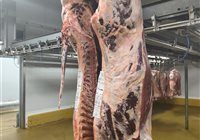 La carcasse que le boucher qui nous a fait confiance pour lui sélectionner une bête au concours de Naucelle aura le plaisir de travailler !