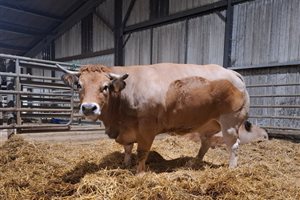 Cadars Rodez met en valeur son savoir-faire de chevillard au 27e concours des Bœufs Gras de Baraqueville