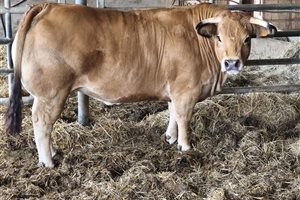 CADARS Rodez : des viandes d’exception issues des meilleurs concours d’animaux de boucherie aveyronnais