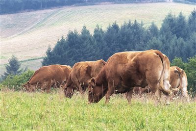 Entreprise Cadars en Aveyron, le spécialistes des viandes en gros et demi-gros