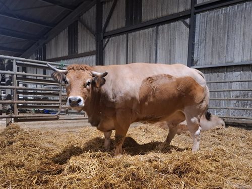 Cadars Rodez met en valeur son savoir-faire de chevillard au 27e concours des Bœufs Gras de Baraqueville