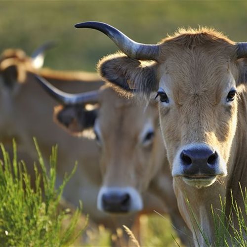 Cadars Rodez, entreprise de commerce de gros et demi gros de viande en Aveyron